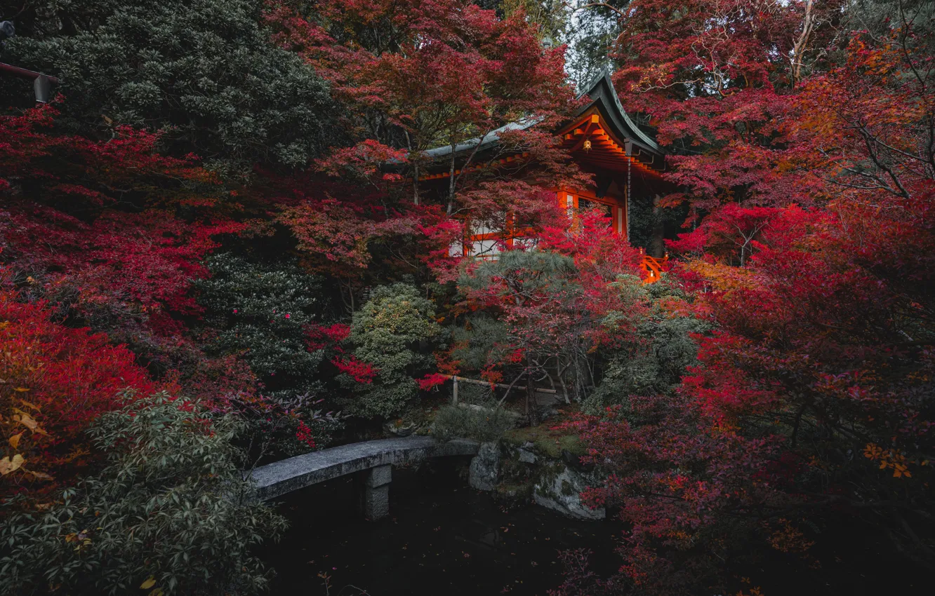Photo wallpaper autumn, forest, trees, pond, thickets, shore, foliage, Asia