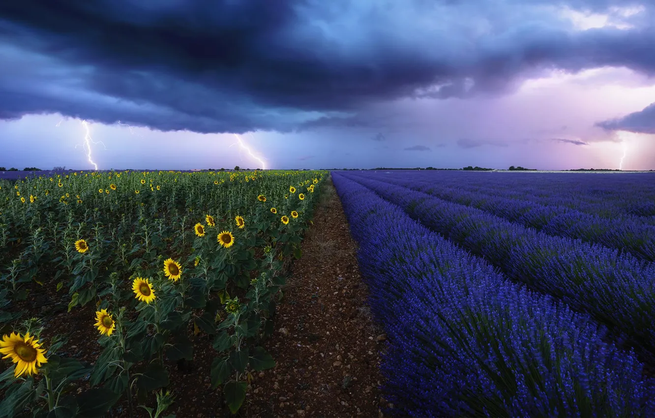 Photo wallpaper the storm, field, sunflowers, clouds, lightning, France, lavender, Provence