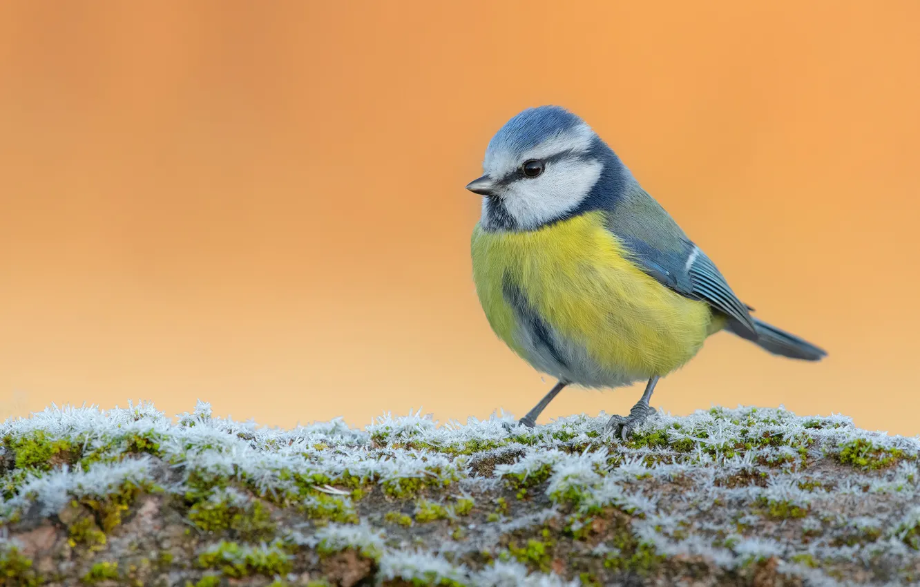 Photo wallpaper bird, moss, tit