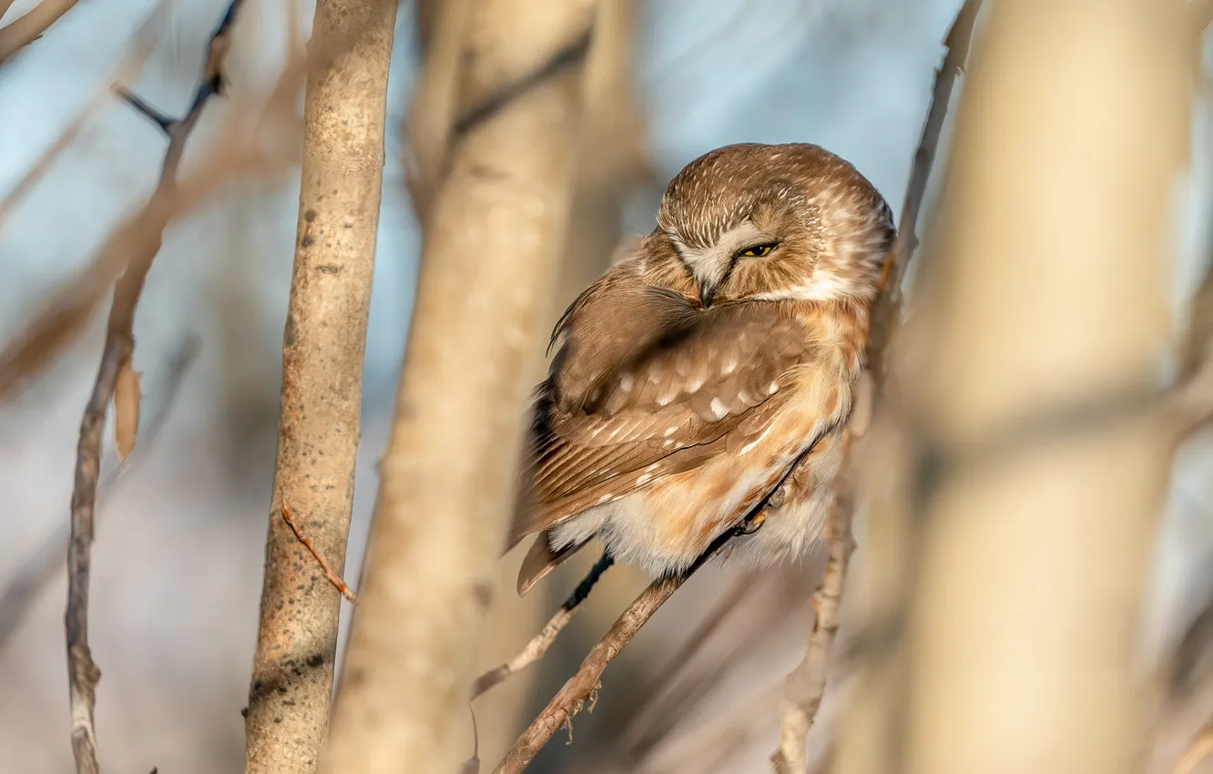 Photo wallpaper pose, light, owl, trees, bird, owl, branches, trunk