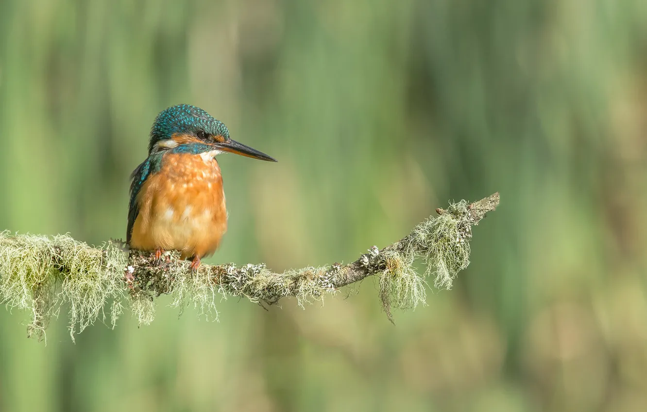 Photo wallpaper branches, bird, Kingfisher