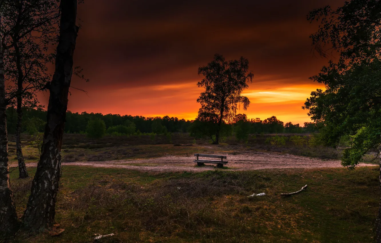 Photo wallpaper sunset, birch, bench