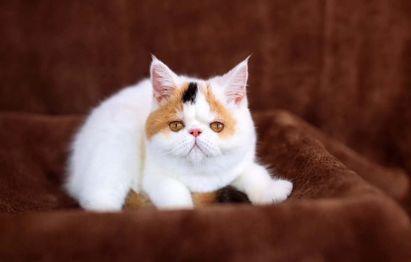 Photo wallpaper cat, white, background, sweetheart, baby, fabric, spout, plaid