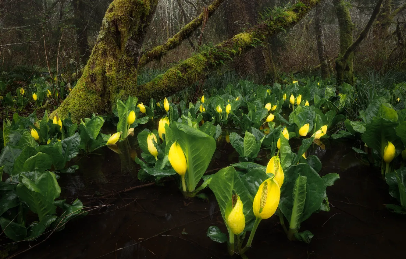 Photo wallpaper forest, leaves, water, trees, flowers, branches, yellow, nature