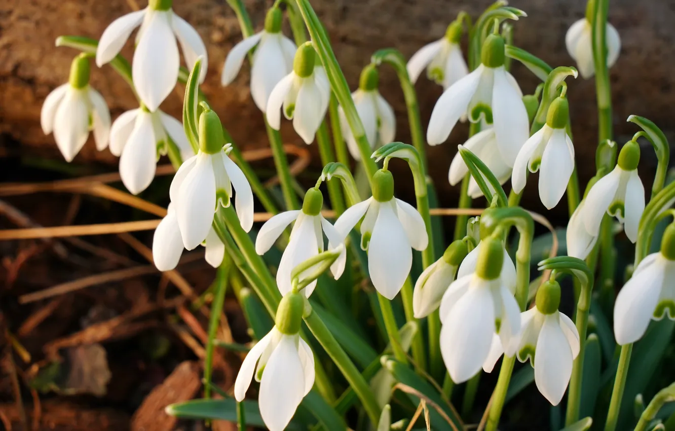 Photo wallpaper flowers, spring, snowdrops, white, the view from the top, bushes