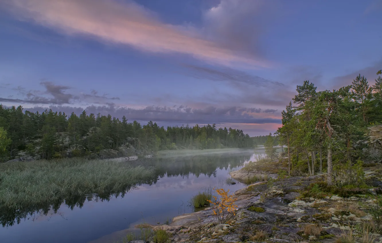 Photo wallpaper forest, landscape, nature, fog, lake, stones, morning, Lake Ladoga