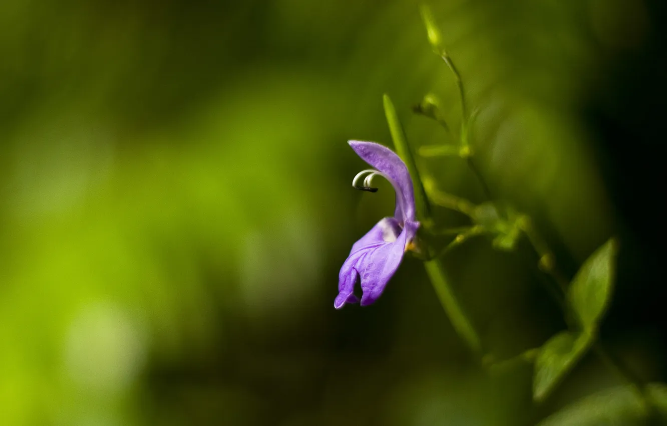 Photo wallpaper flowers, nature, photo, background, Wallpaper, petals