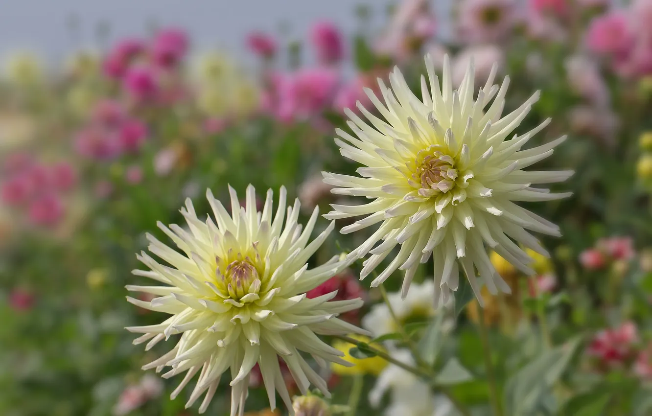 Photo wallpaper autumn, petals, buds, flowering, dahlias