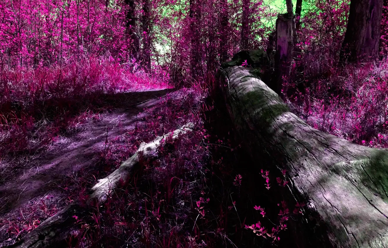 Photo wallpaper forest, leaves, trees, color, twilight