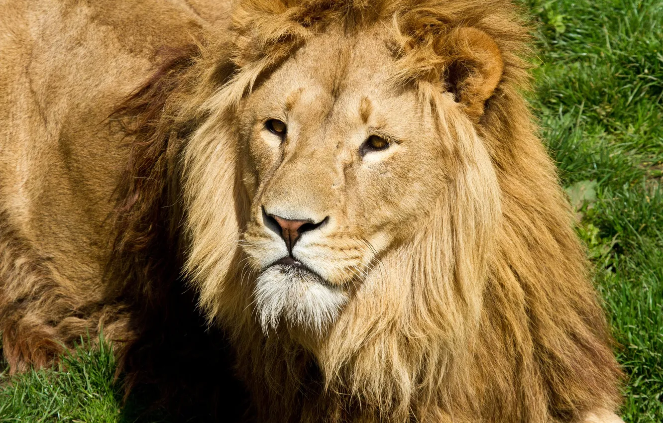 Photo wallpaper cat, Leo, mane