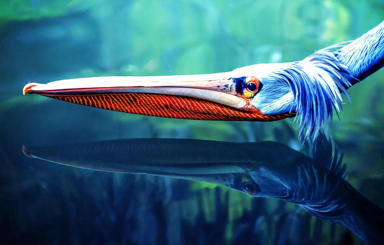 Photo wallpaper head, pelekane, pelicano