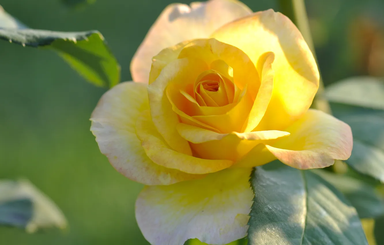 Photo wallpaper rose, petals, Bud, yellow, yellow rose