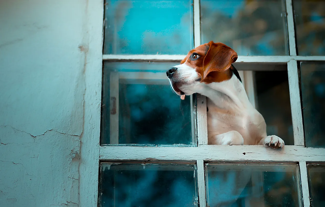 Photo wallpaper dog, window, Beagle