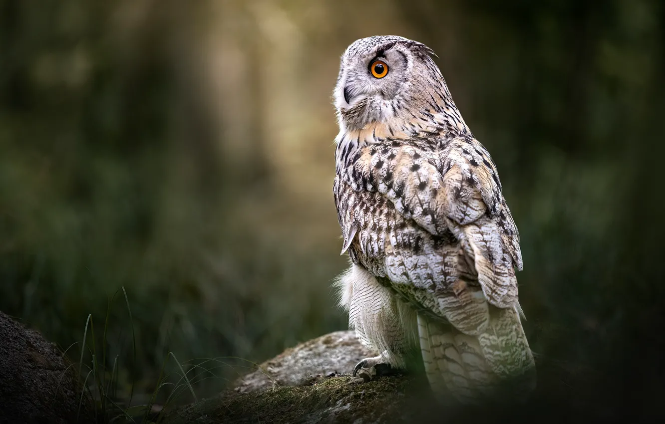 Photo wallpaper owl, bird, bokeh, owl