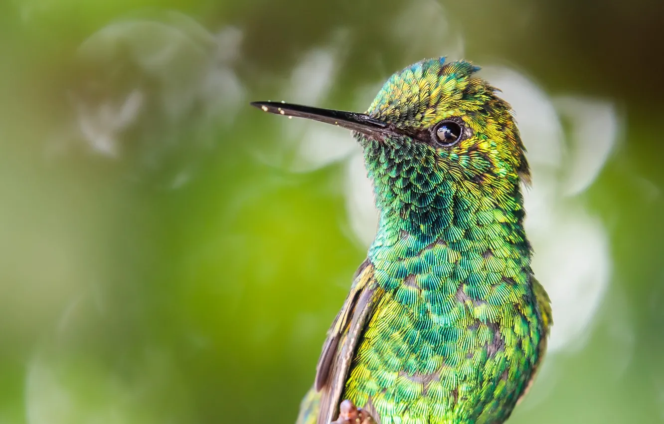 Photo wallpaper background, Hummingbird, bird