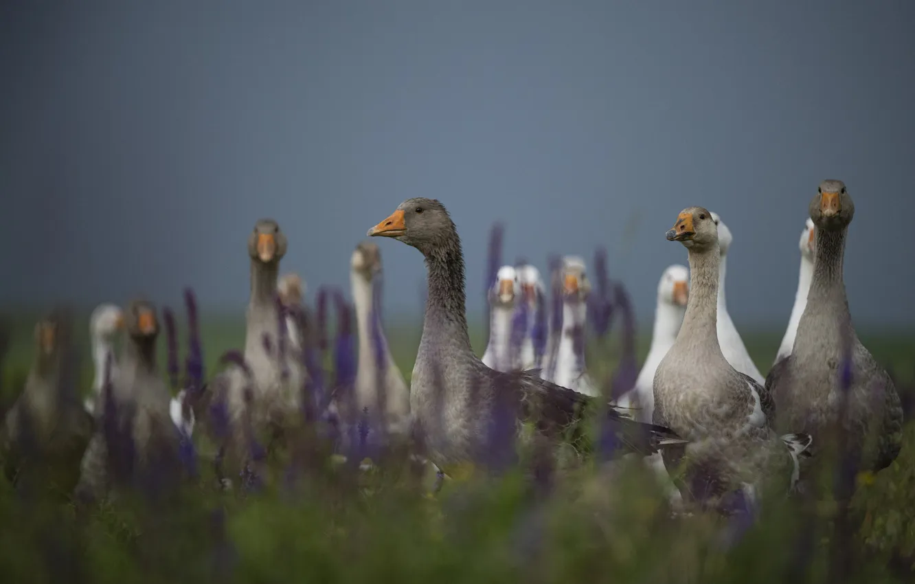 Photo wallpaper field, animal, Goose