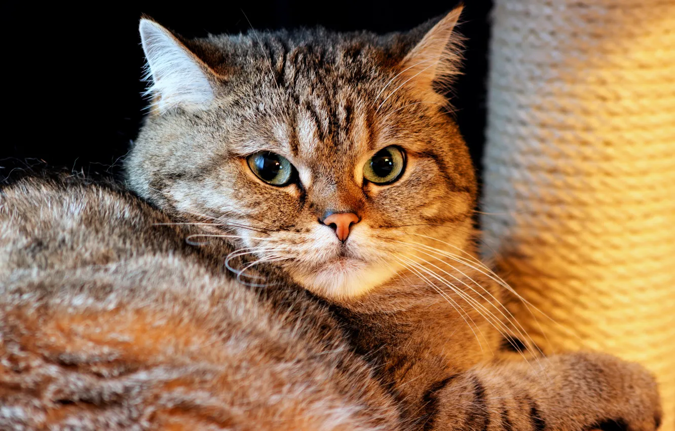 Photo wallpaper cat, cat, look, face, light, pose, grey, portrait