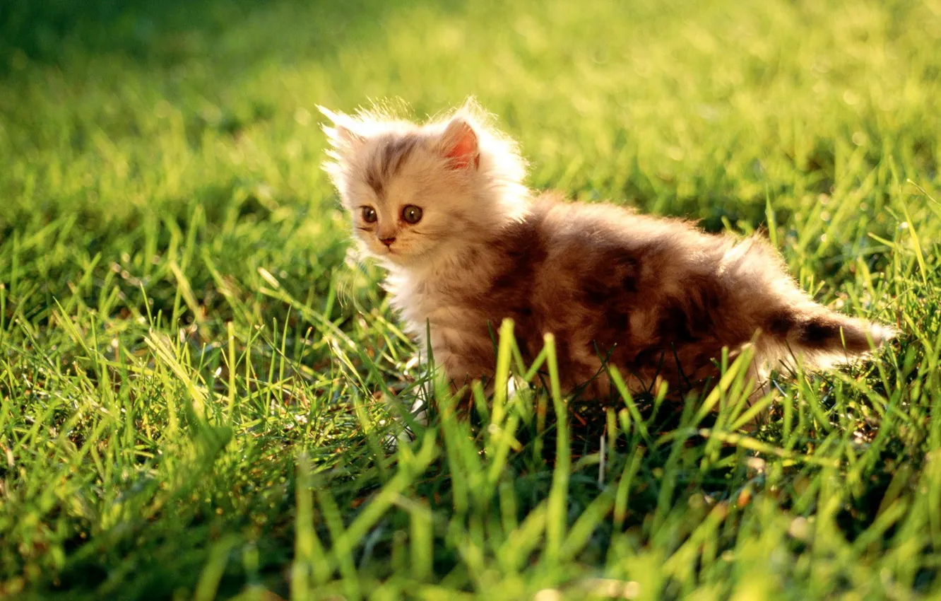 Photo wallpaper grass, green, Kitty