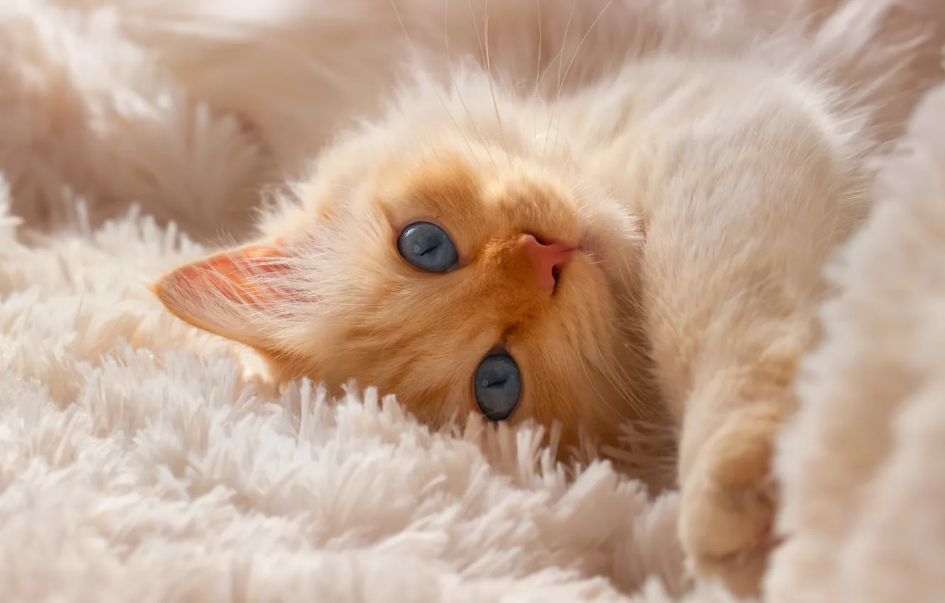 Photo wallpaper look, muzzle, kitty, blue eyes