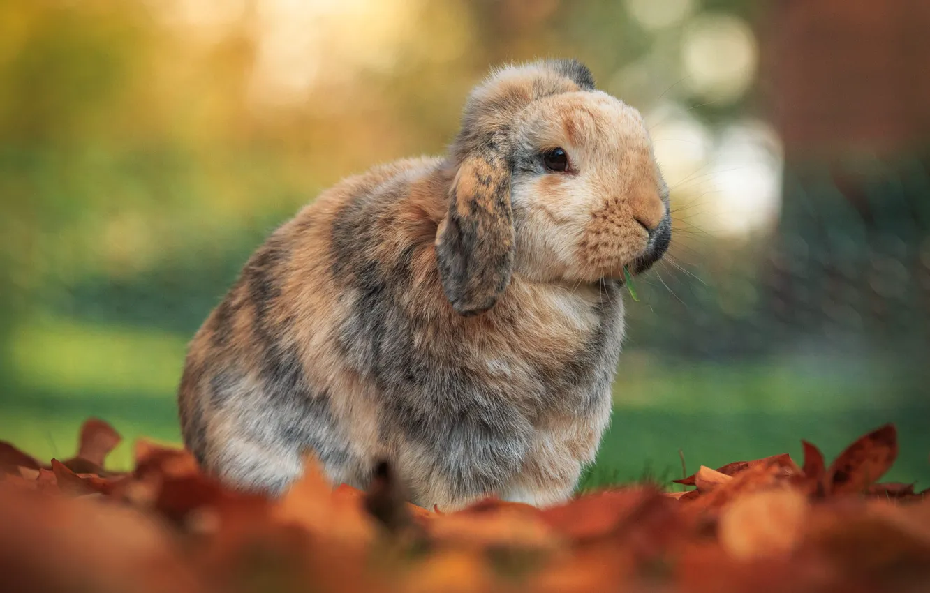 Photo wallpaper autumn, nature, glade, rabbit, fold, red, face, Bunny