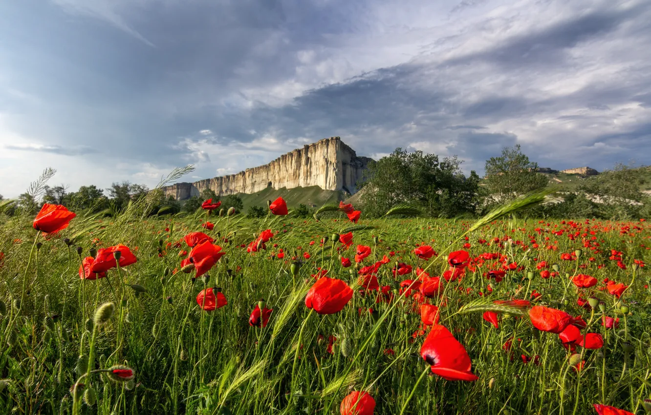 Photo wallpaper field, landscape, flowers, nature, rocks, Maki, ears, Crimea