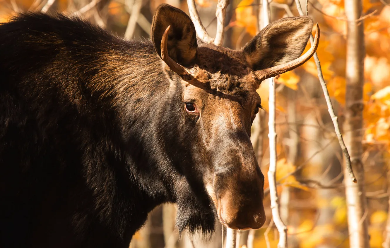 Photo wallpaper autumn, forest, look, face, light, branches, foliage, portrait