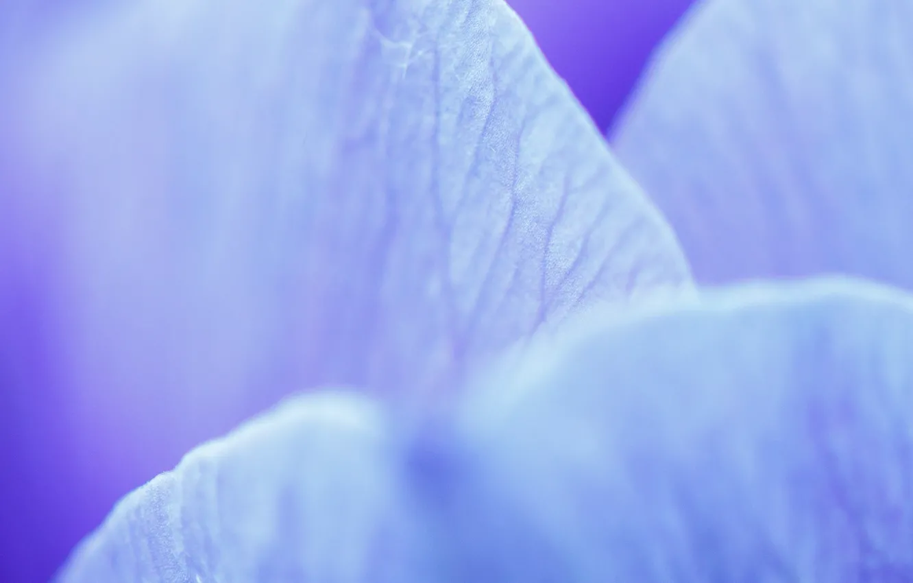 Photo wallpaper flower, macro, blue, petals, veins