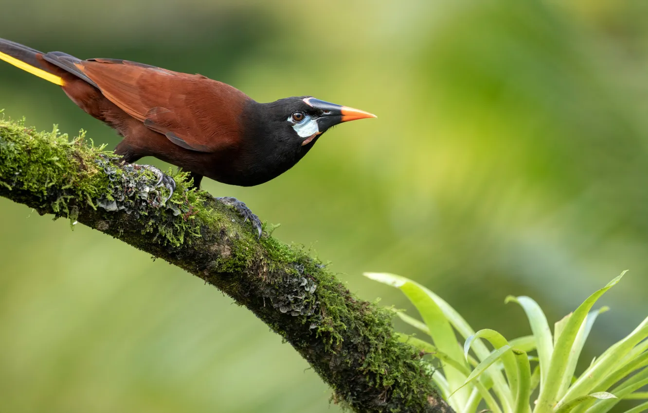 Photo wallpaper greens, leaves, branches, nature, background, bird, moss, feathers