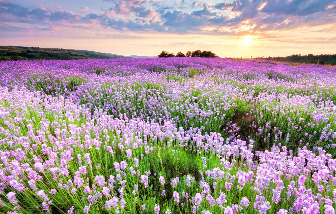 Photo wallpaper field, sunset, flowers, pink-purple