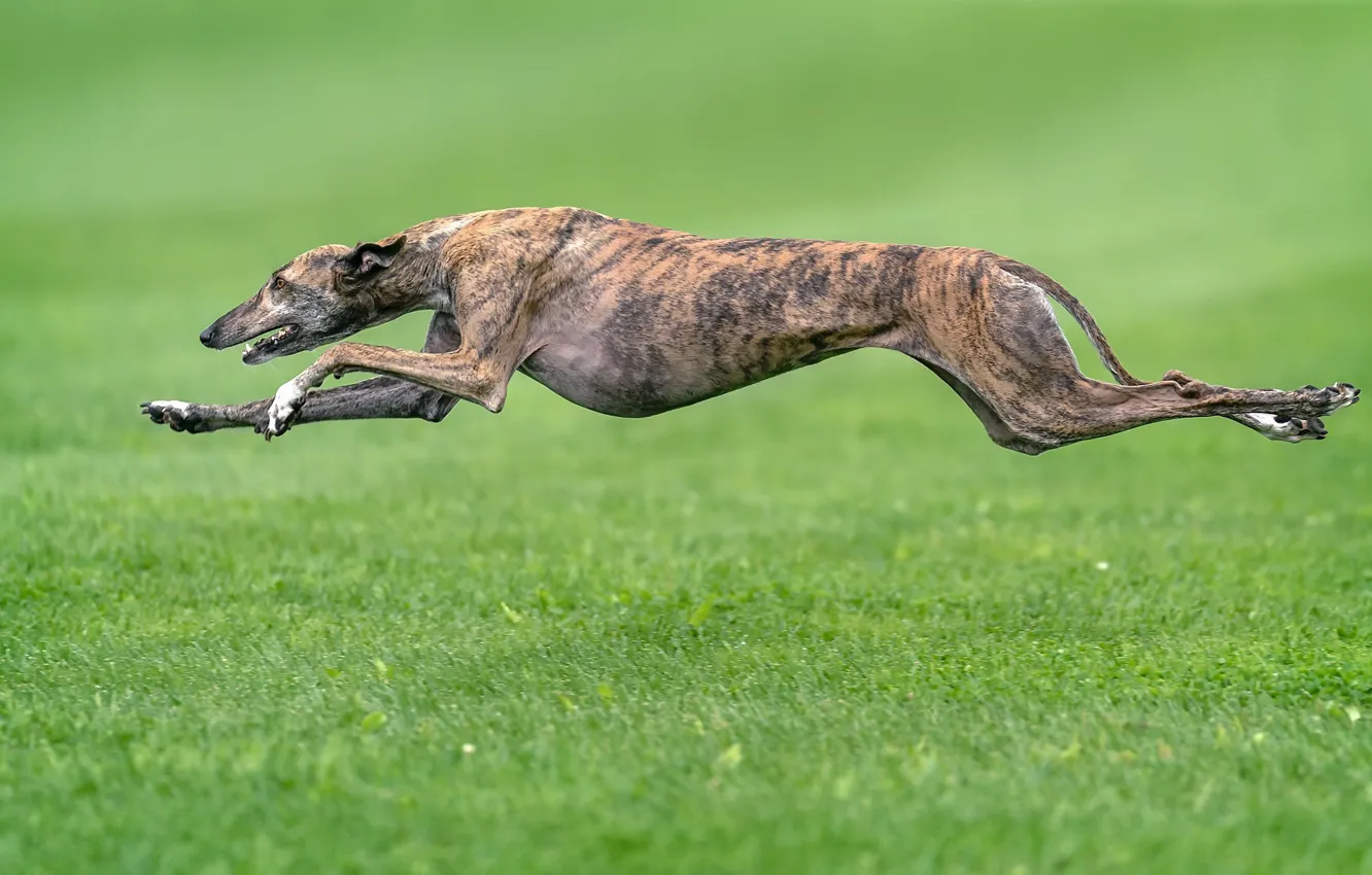 Photo wallpaper each, dog, running