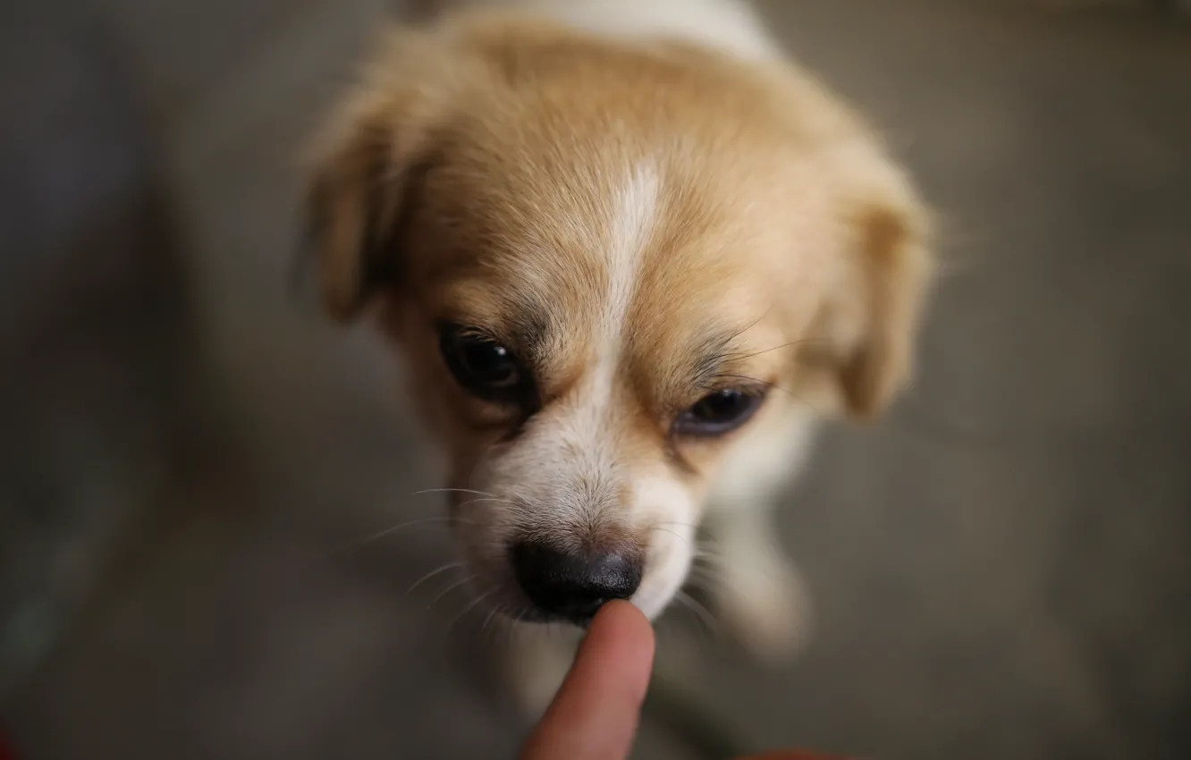 Photo wallpaper background, dog, fingers