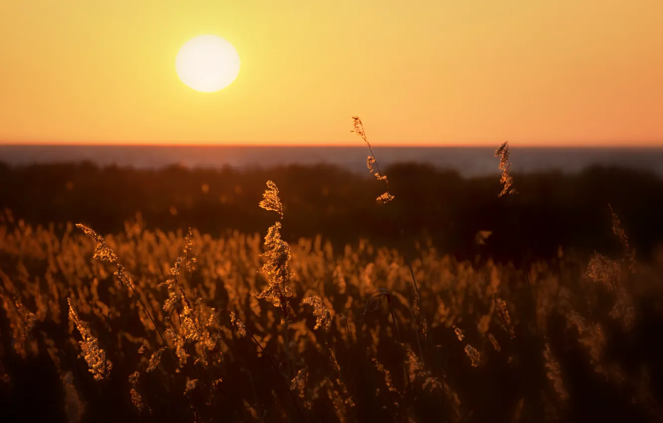 Photo wallpaper the sun, sunset, horizon, sunshine, sunset, horizon, plant stalks, the stems of plants
