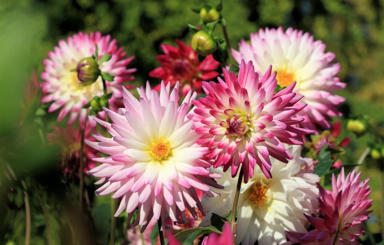 Photo wallpaper flowers, garden, pink, dahlias