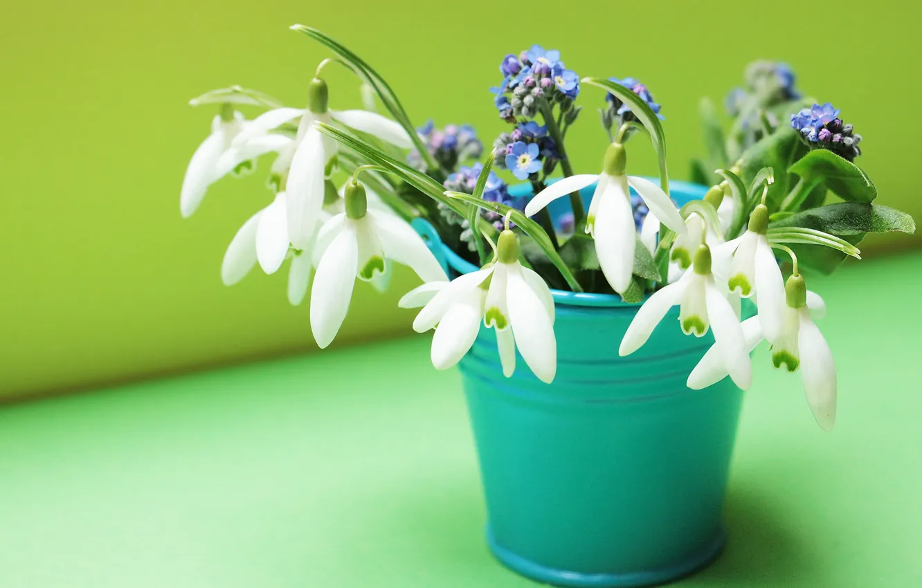 Photo wallpaper flowers, table, blue, bouquet, spring, snowdrops, white, green background