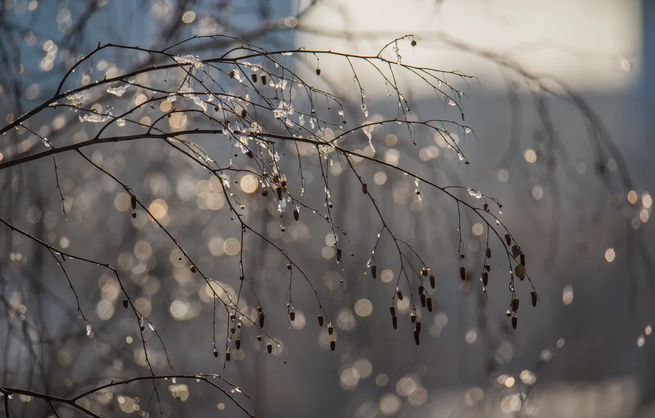 Photo wallpaper winter, branches, icicles, bokeh