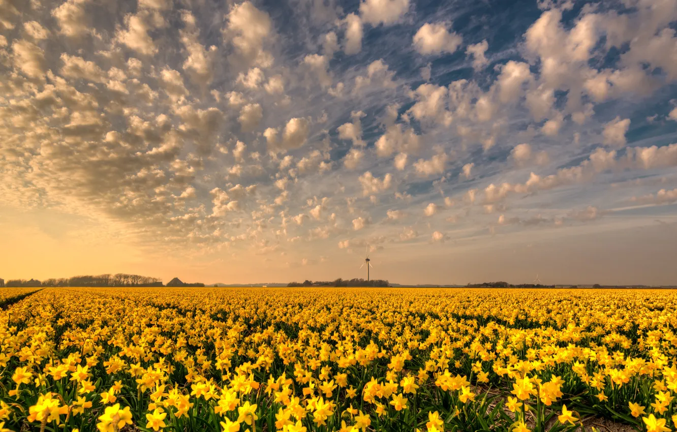 Photo wallpaper field, the sky, clouds, flowers, yellow, beauty, spring, the evening