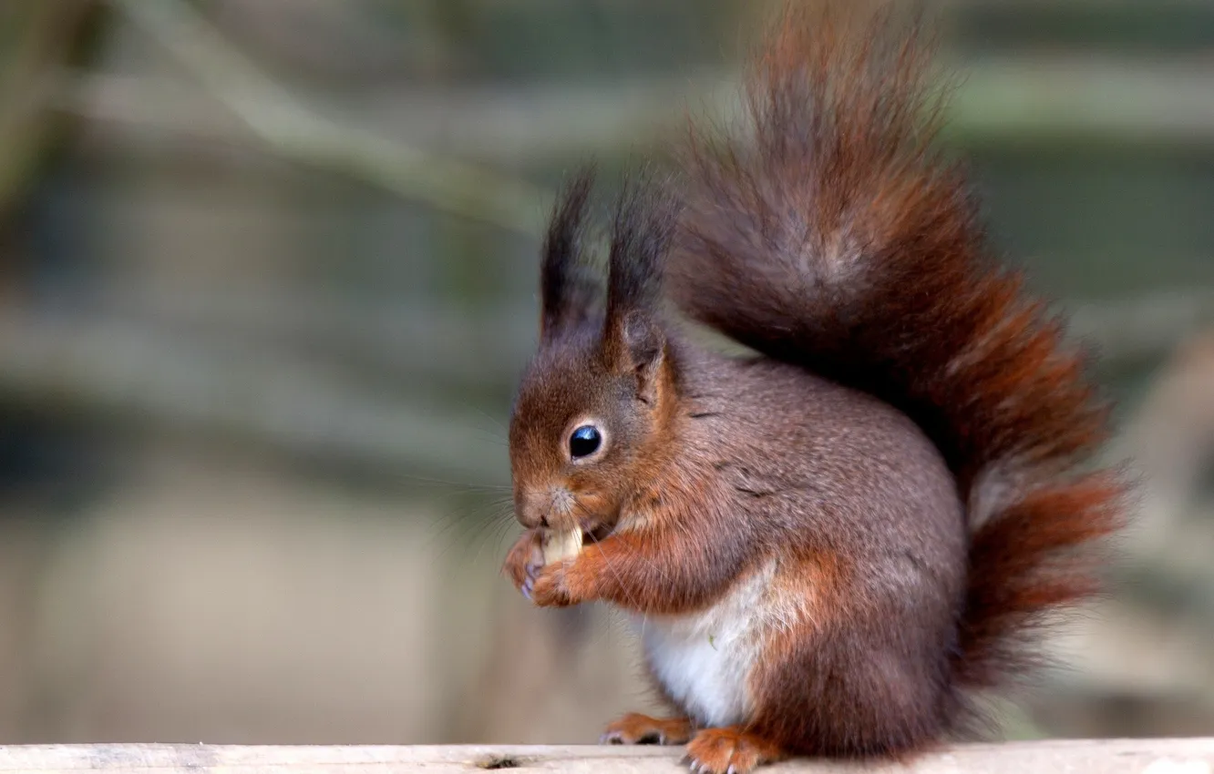 Photo wallpaper protein, nibbles, animal