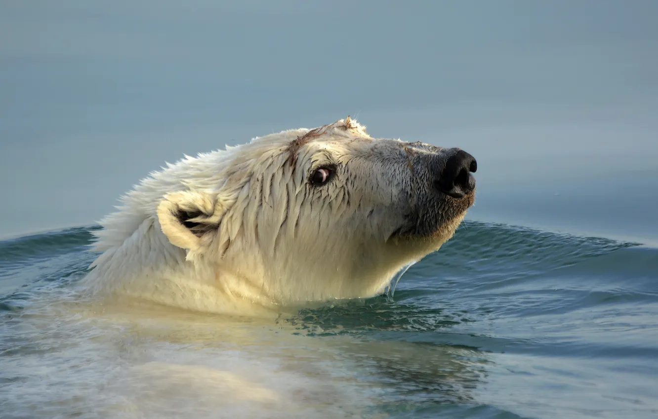 Photo wallpaper water, nature, Polar Bear