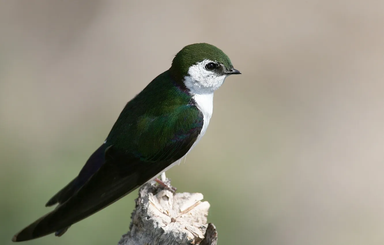 Photo wallpaper bird, branch, swallow