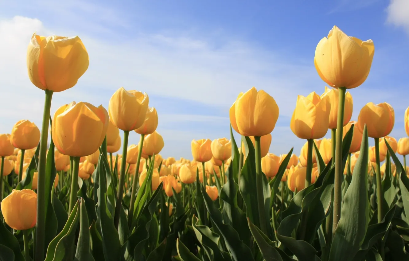 Photo wallpaper field, the sky, flowers, yellow, nature, glade, plant, tulips
