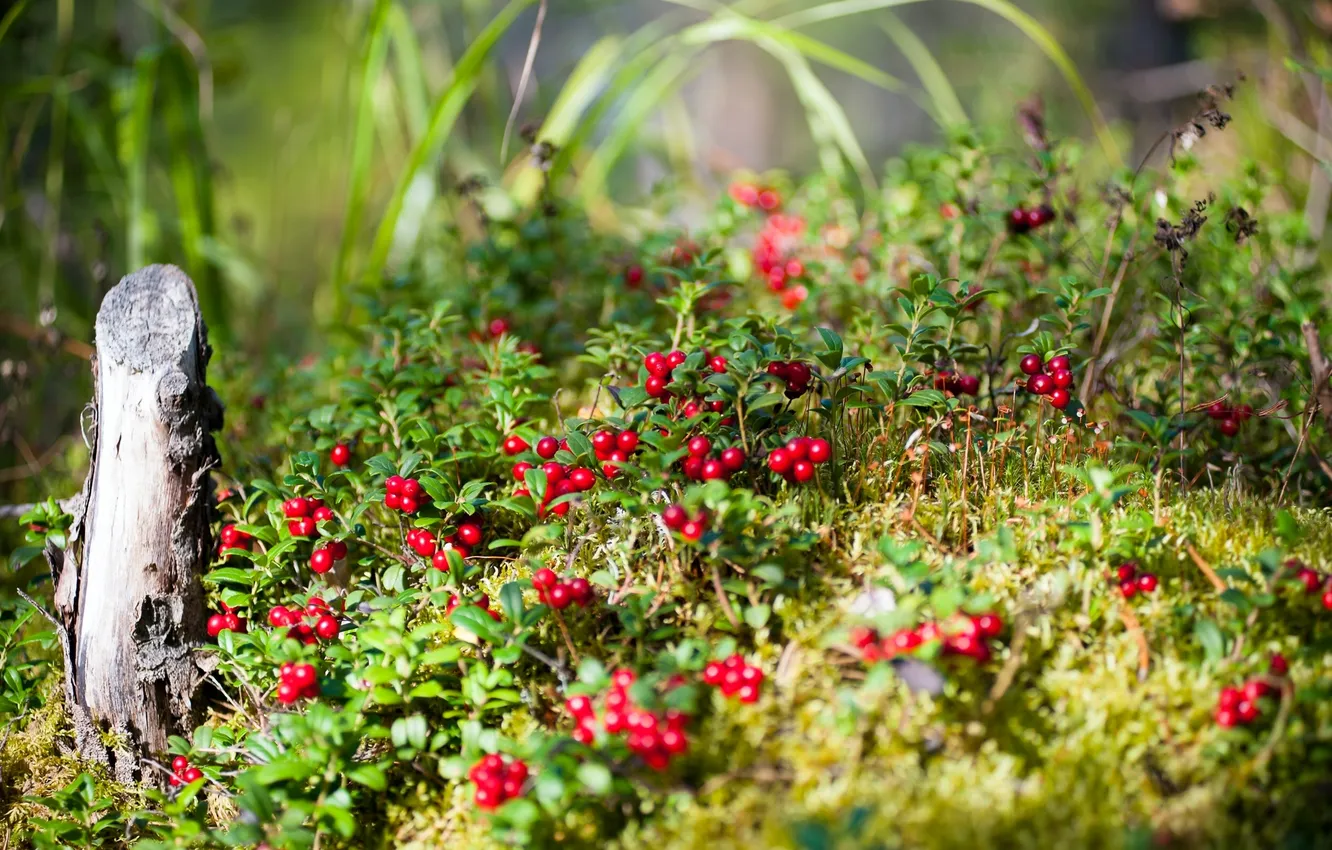 Photo wallpaper berries, cranberries, bitch