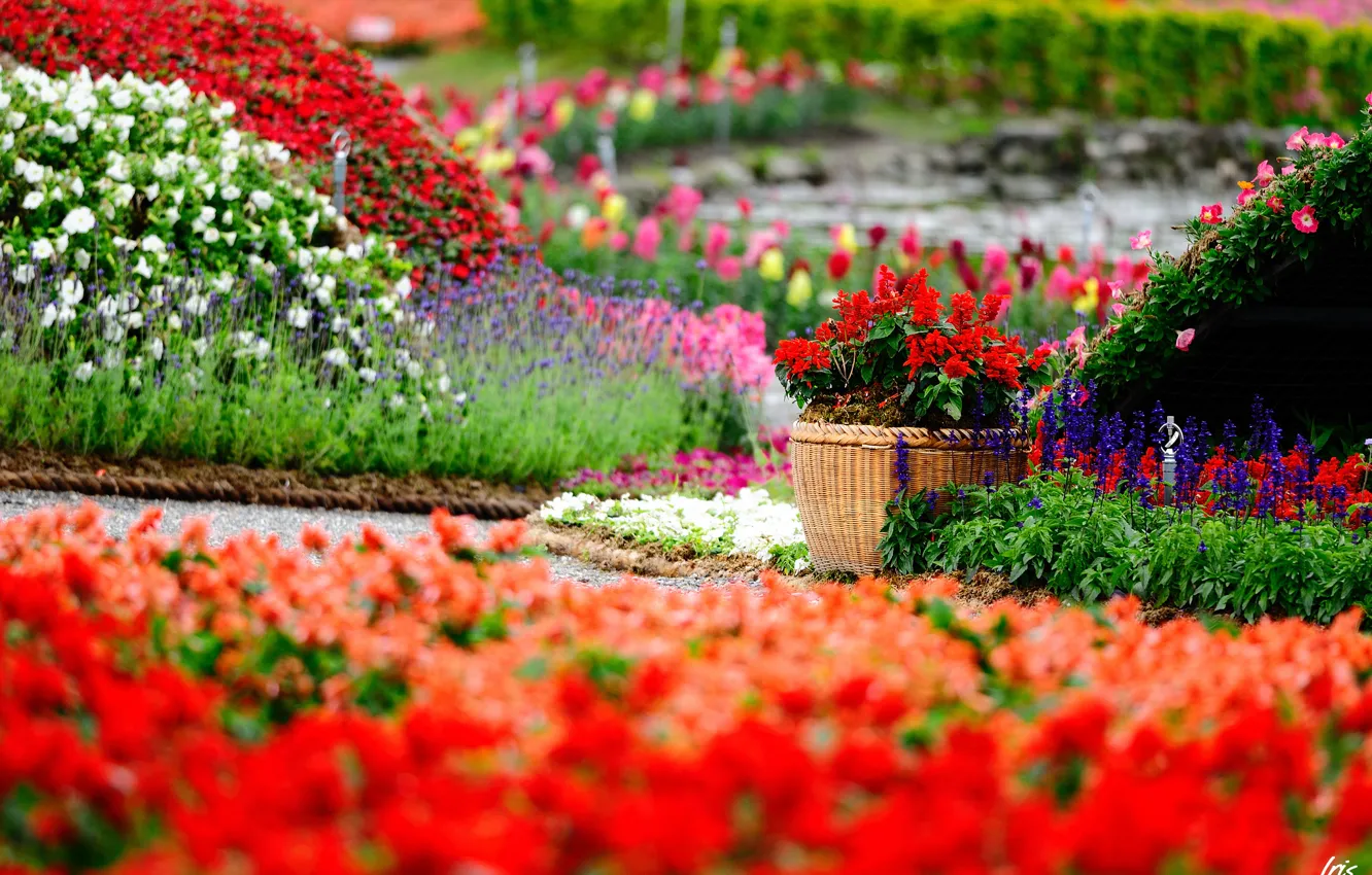 Photo wallpaper flowers, Park, bright, garden, pot, flowering, a lot, Salvia