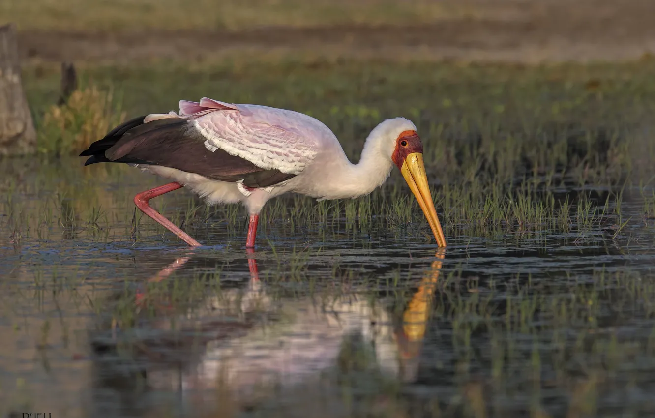 Photo wallpaper nature, bird, swamp, DUELL ©