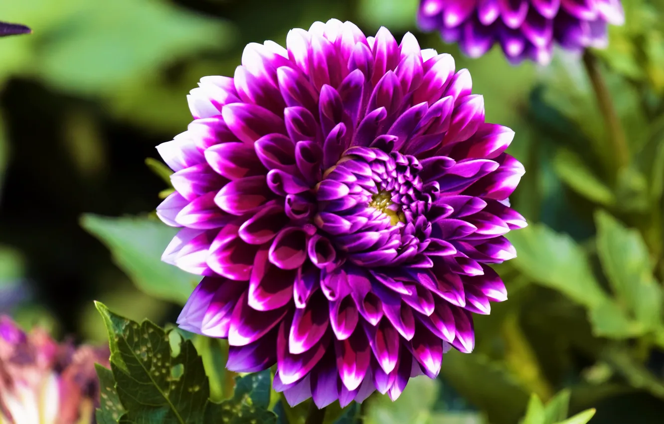 Photo wallpaper purple, macro, flowers, lilac, dahlias