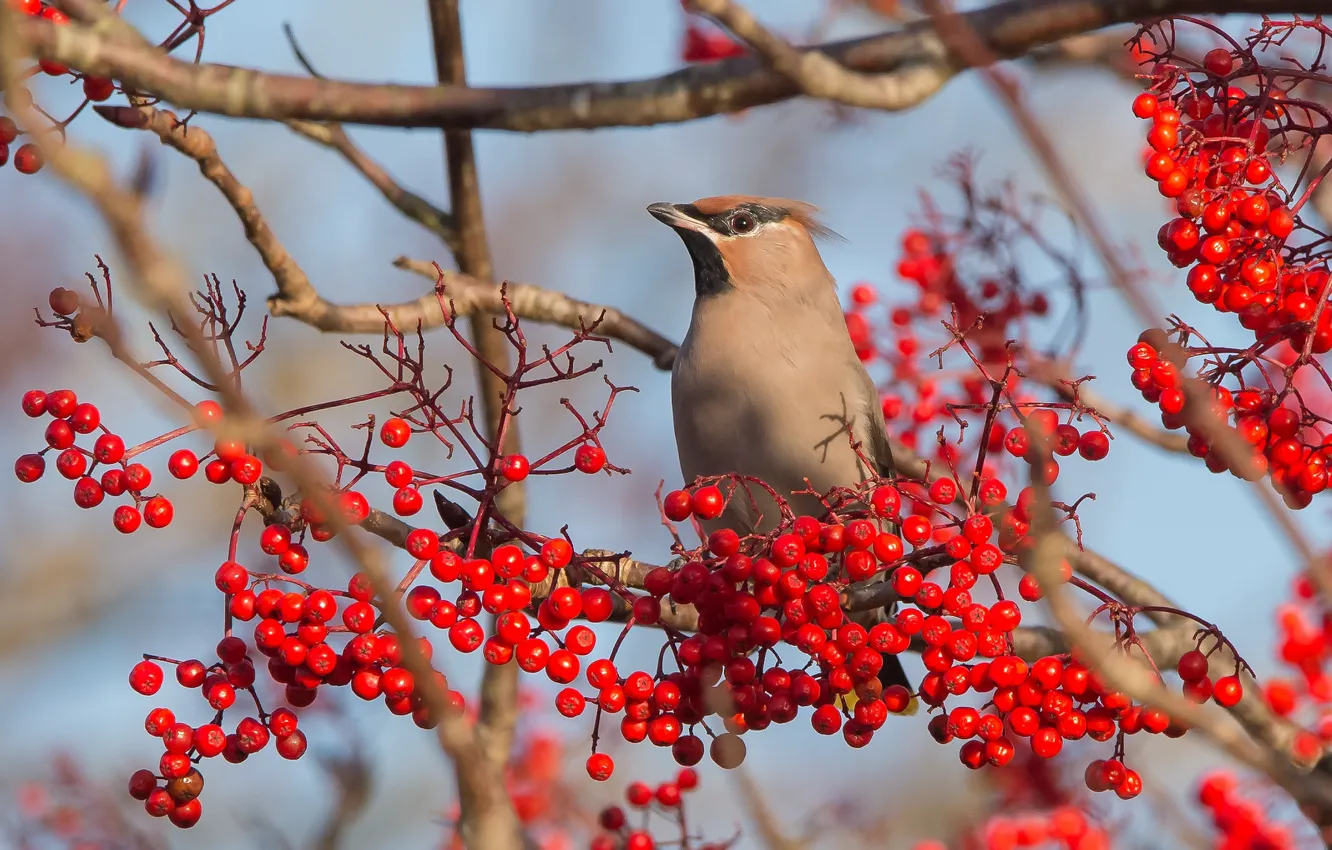 Photo wallpaper nature, berries, bird, Rowan, the Waxwing