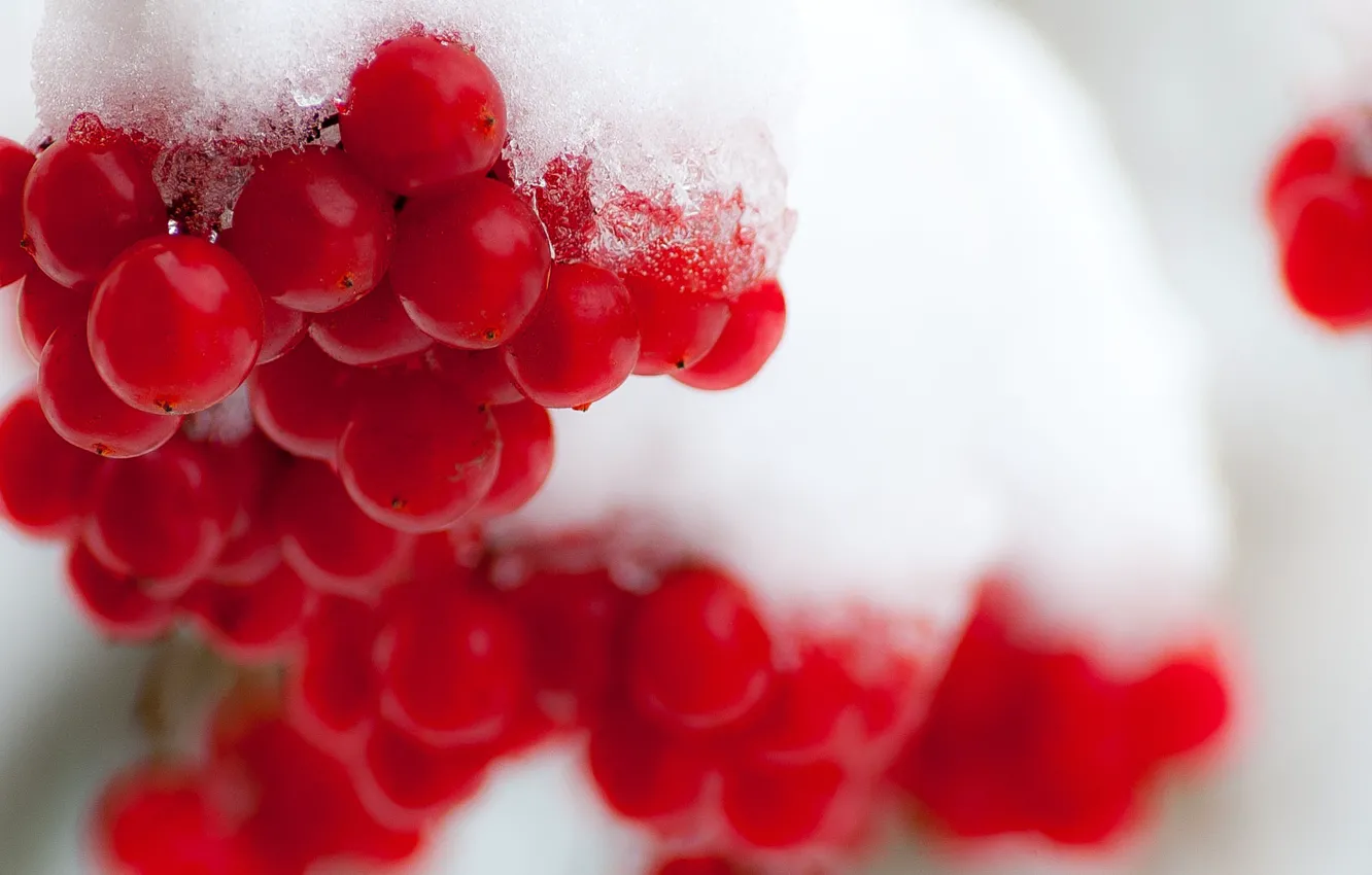 Photo wallpaper winter, snow, berries, Kalina