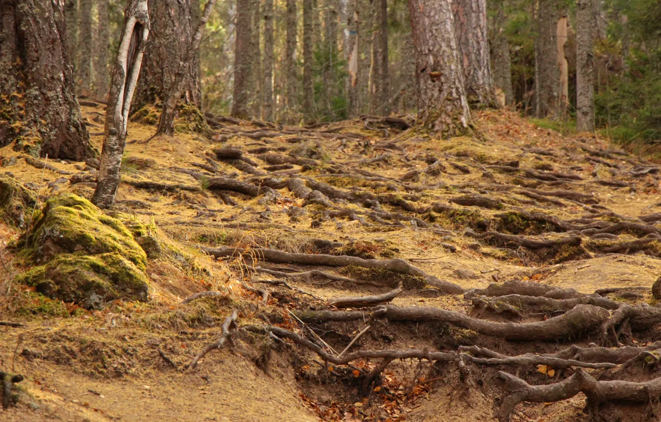 Photo wallpaper autumn, trees, roots
