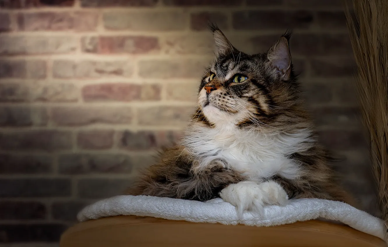 Photo wallpaper cat, cat, look, pose, wall, portrait, brick, fabric