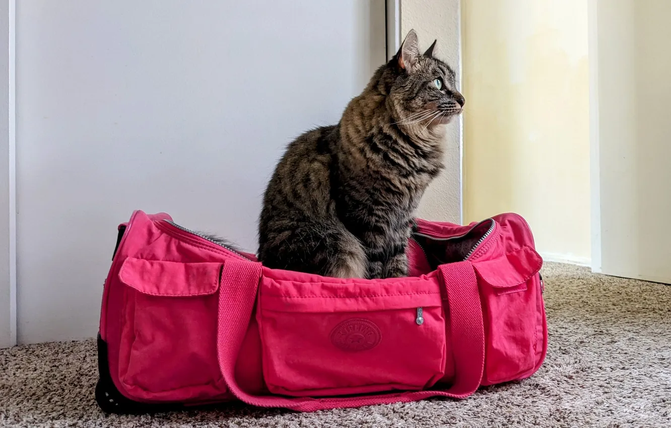 Photo wallpaper cat, cat, bag