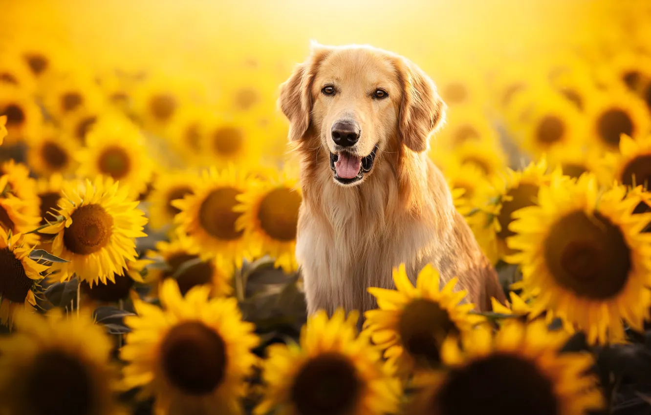 Photo wallpaper field, face, sunflowers, dog, Labrador Retriever